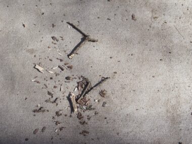Sticks and bark scattered on concrete ground.