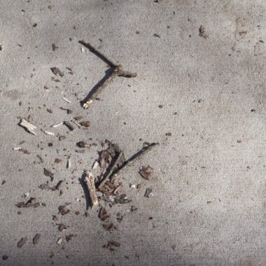 Sticks and bark scattered on concrete ground.