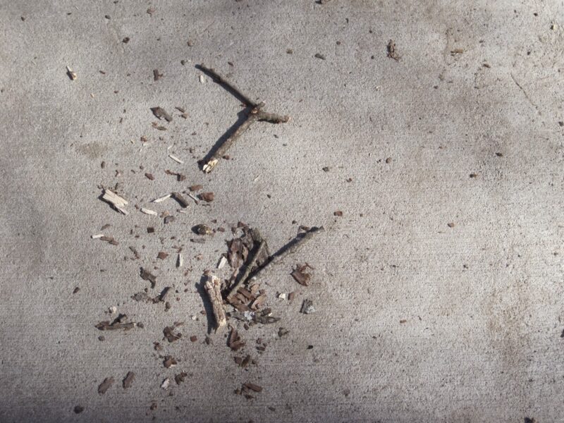 Sticks and bark scattered on concrete ground.