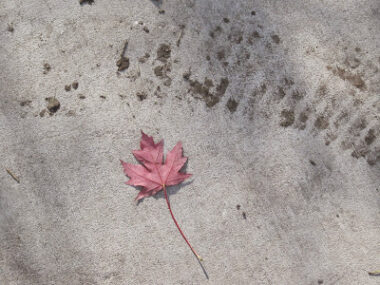 Red maple leaf on concrete with tire marks.