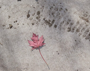Red maple leaf on concrete with tire marks.