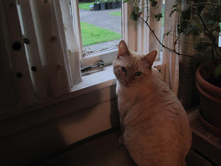 Cat sitting by a window, looking outside.