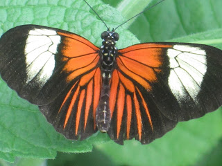 Orange and black butterfly on green leaf.