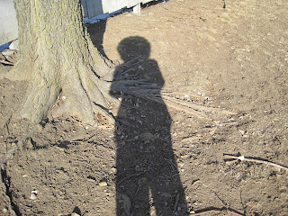 Shadow of person on dirt near tree.