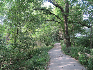 Forest path surrounded by lush green trees.