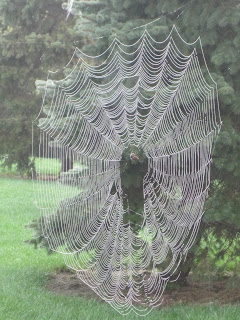 Spider web glistening with dew on tree.