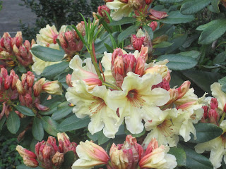 Yellow and pink flowers with green leaves.