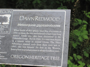Dawn Redwood informational plaque in Oregon.