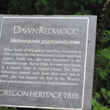 Dawn Redwood informational plaque in Oregon.