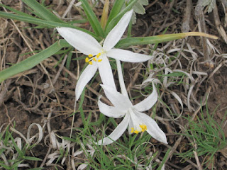 White star-shaped flowers on grassy ground.
