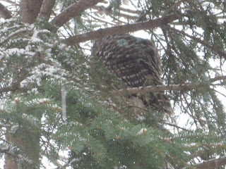 Owl perched in snow-covered tree branches.