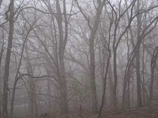 Foggy forest with bare tree branches.