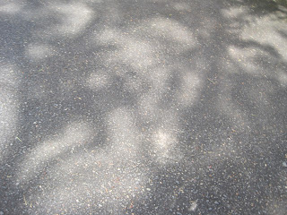 Shadows of trees on paved road surface.