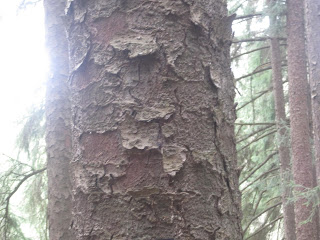 Tree trunk with textured bark in forest.