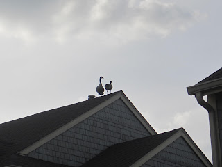 Geese standing on a rooftop against sky.