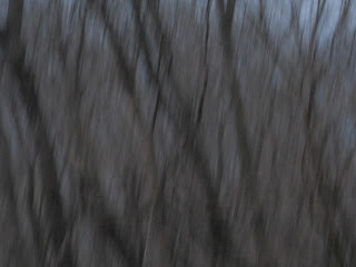 Blurry trees in a dark forest scene.