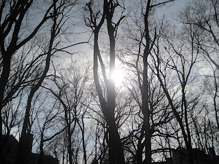Sunlight shining through bare winter trees.