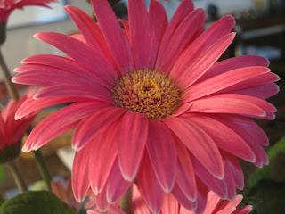 Pink daisy flower with yellow center.