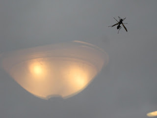 Mosquito flying near a ceiling light.