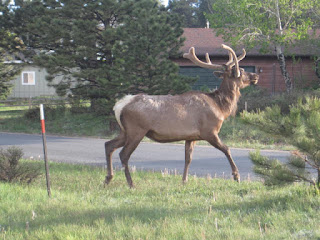 Elk walking near road and trees.