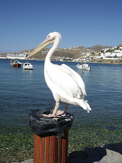 Pelican standing on bin by the sea.