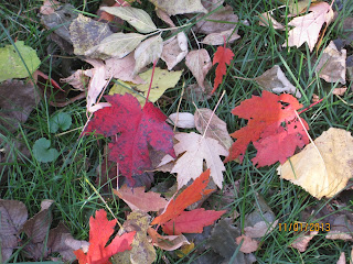 Colorful autumn leaves scattered on green grass.