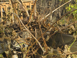 Dry plants on a wooden garden structure.