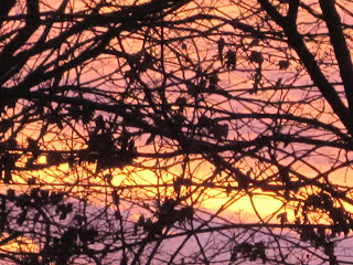 Silhouetted tree branches against colorful sunset.