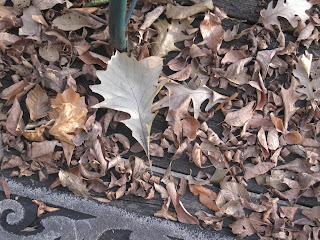 Dry leaves scattered on the ground.