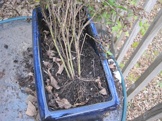 Potted plant with dry soil and leaves.