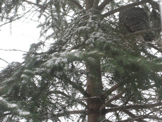 Owl perched in snow-covered tree branches.