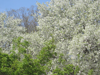 Trees with white blossoms against blue sky.