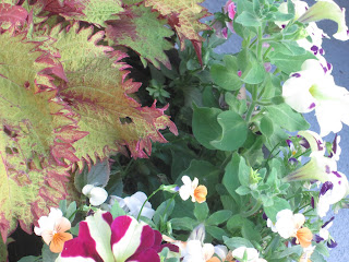 Colorful flowers and foliage in a garden.