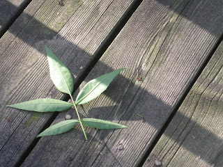 Leaf on wooden deck with shadows.