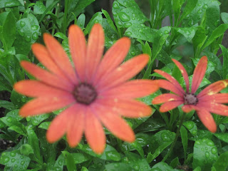 Orange flowers with green leaves and raindrops.