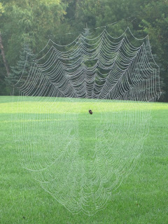 Spider web on grassy field background.