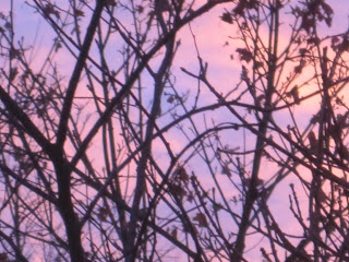 Silhouette of tree branches against pink sky.