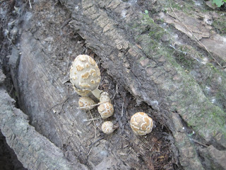 Mushrooms growing on a fallen tree trunk.