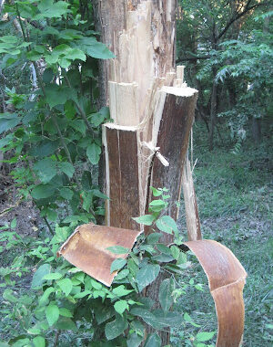 Tree with stripped bark and foliage.