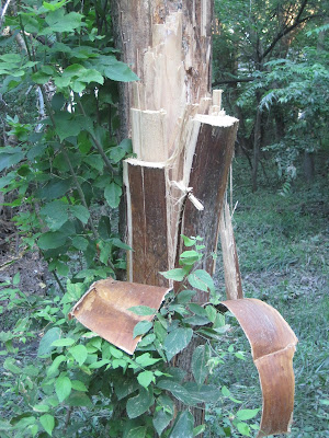 Tree with stripped bark and foliage.
