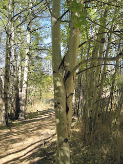 Forest path with tall slender trees.