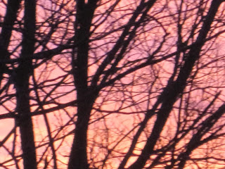 Silhouetted trees against a pink sunset.