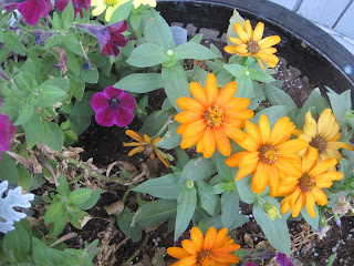 Colorful flowers in a garden planter.