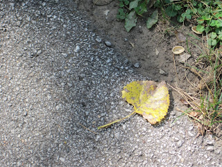 Yellow leaf on gravel and dirt path.