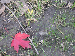 Red leaf on grass and soil ground.