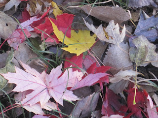 Colorful autumn leaves scattered on the ground.
