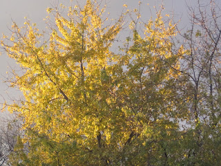 Tree with golden leaves in sunlight.