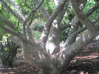 Tree with multiple thick branches, dappled light.