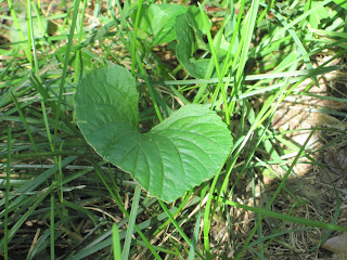 Heart-shaped green leaf on grass.