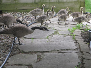 Geese and goslings walking on stone path.